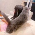 『大好きな娘に名前を呼ばれた猫』が、次の瞬間…あまりにも尊すぎる『…