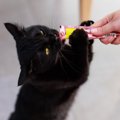 猫を『甘やかし続ける』と起こるリスク5つ　健康に与える悪影響から適切な…