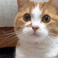 猫の目の前に手を差し出すと…次の瞬間→あまりにもお利口な『かわいす…