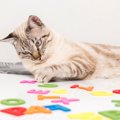 猫に『覚えてもらいやすい名前』の条件とは？名付けの3つのポイントと…