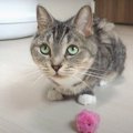 猫ちゃんの華麗なドリブル捌き！