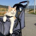 猫の散歩を考える〜散歩をさせたい場合の注意点４つ〜