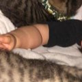 すやすやと眠る『赤ちゃん』→そばには『子猫たち』がいて…涙が出るほど尊…