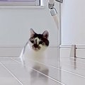 テレワーク中のパパとママ→『仕事場を交換』してみたら、『猫たちの反応』…