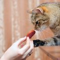 猫と一緒に食べられるおつまみを紹介