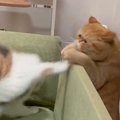 ソファの周りに集まってきた2匹の猫→見守っていると…思わず笑顔になる…