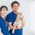 『猫ノミ』が寄生してしまう要因3つ　室内飼いでもしておくべき対策とは