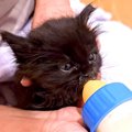 公園に捨てられ、カラスに狙われていた黒猫の赤ちゃん→保護された結果…思…