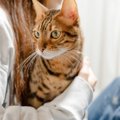 『人のことが大好き♡』な猫の行動4選　そういう猫はやっぱり飼いやすい？