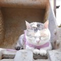 工事に疲れた猫ちゃんの変わった休憩場所とは♡