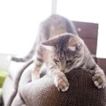 進化にバンザイ！猫との生活に活用したい「強い家具」３つ