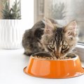 猫が『食事をしながら鳴いている』ときの理由5つ　考えられる心理や見分け…
