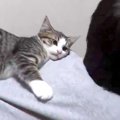 お絵かきをしている男の子→子猫が背中の上に乗ってきて…悶絶級に『愛…