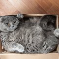 猫に『不快感』を与える環境5つ！すぐできる改善策とは？