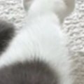 『猫の足』を見たら、『お花のような形』になっていて…たまらなく可愛い瞬…