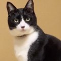 猫に『遊ぶ？』って聞いてみたら…想像以上すぎる『頷き方』が216万再…