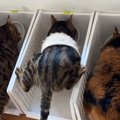 並んでご飯を食べていた猫たち→1匹が『すごい体勢』で…まさかの光景に７万…