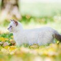 マンチカンの寿命と長生きさせるために大切なこと