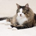 【獣医師監修】ノルウェージャンフォレストキャットの毛色の種類を解説！…