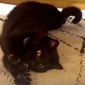 お魚ダンスでエクササイズ！ぽっちゃり系の黒猫ちゃん