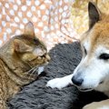 いつも近くにいる犬と猫→姿が見えなくなると…涙が出るほど愛おしい『２匹…