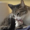 食べて動いて、よく眠る！猫ちゃんに学びたい健康メソッド