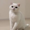 『イライラしている時』と『困っている時』の猫の表情を比較したら…思わず…