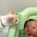 猫が赤ちゃんのお風呂前にとった優しい行動とは…未然に『やけどを防ぐ…