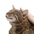 猫を触る時のポイント4つ！喜ぶ所と嫌な所