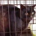 漁港に取り残された黒猫…幸せへの一歩を踏み出す！