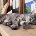 猫にも『厄年』あった！？年齢や厄払いができるおすすめ神社5選