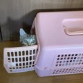 『どうしても一緒に出かけたい子猫』がとった行動…まさかの準備をする…