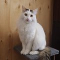 泳ぐ猫『ターキッシュバン』！特徴や性格、歴史をご紹介　なぜ水を嫌がら…