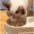 茹でたささみを冷ましてから猫に出したら…飼い主さんが思わず笑った『可愛…