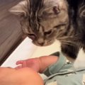 赤ちゃんに近づいてきた『おじいちゃん猫』を見ていると…ほっこりする光景…