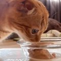 少食気味の子猫に『猫用離乳食』を与えてみたら…"まさかの反応&q…