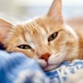 猫が『ぐったり』している時に考えられる原因4つ　飼い主が直ぐにすべ…