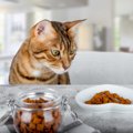 猫に与える『キャットフード』の理想温度は？温めた方が良い理由や温…