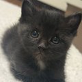 とっても小さくて『可愛らしかった黒猫』が成長した結果…衝撃のビフォーア…
