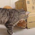 ダンボール最高だにゃ〜♪楽しく遊ぶ猫ちゃんたち