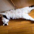 猫にも対策は必要！紫外線が猫に与える影響