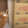 めっちゃ高いにゃ〜！猫ちゃんから漏れ出る苦悩の声