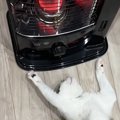 ストーブの前にいる猫の様子を見ると…あまりにも"くつろぎすぎな体勢…
