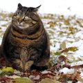 猫の『無理なダイエット』によって起こるかもしれないこと４つ