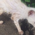 ずぶ濡れで骨格が浮き出るほどやせ細っていた『ボロボロの子猫』が保護さ…