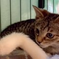 怖がりな保護子猫に『初猫じゃらし』使用したら…尊い反応に涙がでてく…