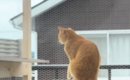 テラスでお留守番していた猫→背後まで来ていた『飼い主』に気づいた瞬…
