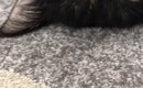 ペットシッターから送られてきた『愛猫の様子』を見てみたら…「撮影も…