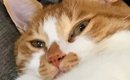毎日『独特な体勢で寝ている猫』が心配になり動物病院に行ったら…先生…