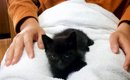 用水路で溺れかけていた子猫、保護して10日後…可愛すぎる『大変貌』が…